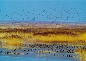 我們默默守候，只為你按時歸來 宗保東灘鳥類保護(hù)區(qū)項目側(cè)記