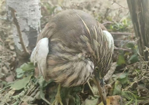 宗保公司員工救助一只受傷的國家一級保護動物池鷺